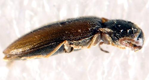 Réf. 324 079 : Agriotes pallidulus